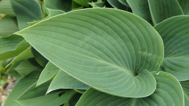 single elegant hosta leaf