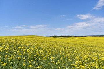 Canola field in bloom during spring