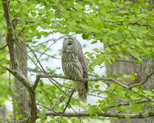 エゾフクロウ（Ural Owl）