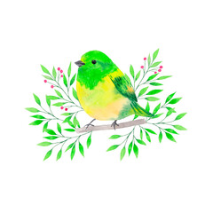 Watercolor green and yellow bird on branch isolated on white