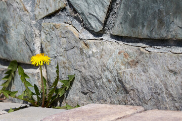 A yellow dandelion sprouts through the paving slabs against the granite wall. The concept of life no matter what and never give up