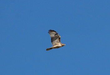 Red-Tailed Hawk in Flight