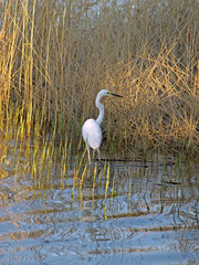 Great egret facing to the right in the yellow rays of the sunset light and shadows from lake vegetation, stands in the water in yellow reed thickets on a spring evening