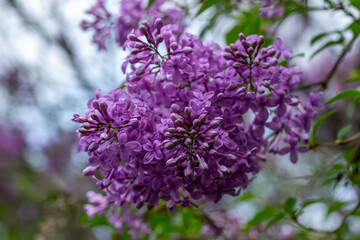 Obraz premium Close macro texture view of full blooming Chinese lilac (syringa chinensis) flower blossoms, with blue sky background