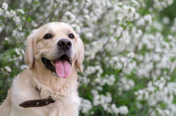 Golden retriever posing outdoors in spring on flowering trees. A gentle photo of a dog sitting in the flowers of an apple tree.