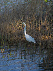 white Great Egret looks to the left in the orange sunset light, stands in the water in the yellow reed thickets on a spring evening