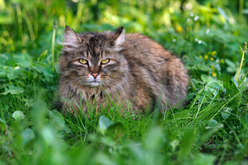Fluffy cat lies in the grass. Looking into the camera, selective focus