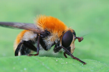 Closeup on the hairy and colorful Dimorphic Bear hoverfly , Criorhina berberina on a green leaf