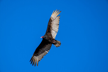 vulture in flight
