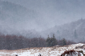 Spring snowfall on Bukowe Berdo, Muczne, Bieszczady mountains - obrazy, fototapety, plakaty