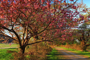 Fototapeta premium 岩手県北上市 青空と満開の八重桜
