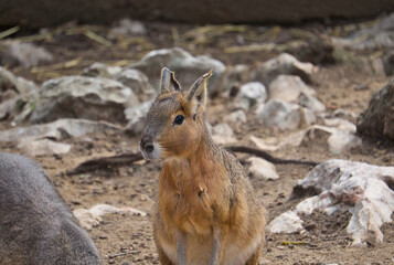 Portrait of Capybara in a nature reserve.