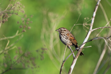 sparrow on a branch