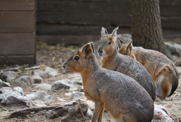 Portrait of Capybara in a nature reserve.
