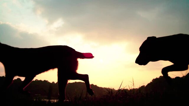dogs playing at sunset