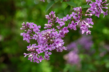 Close macro texture view of full blooming Chinese lilac (syringa chinensis) flower blossoms, with defocused background