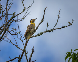 woodpecker on the coast of southern Brazil.
picapau no litoral do sul do Brasil.