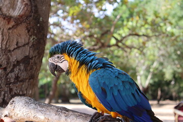 blue and yellow macaw 
