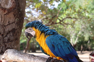 blue and yellow macaw 