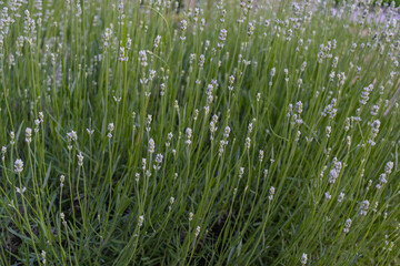 Purple petals of Lavender young bud flower blossom, closeup photo