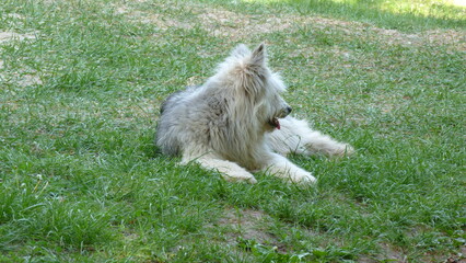 Fototapeta premium terrier laying in the grass