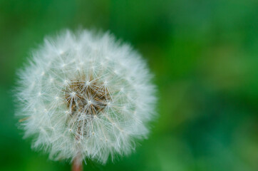 Fototapeta premium Dandelion blowball or taraxacum with seeds on a green background with beautiful bokeh and copy space 