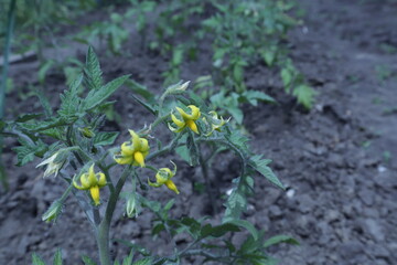 Green tomato bushes with yellow flowers in the garden.