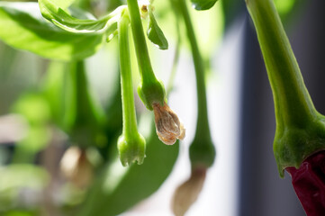 Chilli plant and flowers 