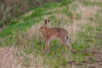 side view of a hare standing with an arched back amongst some stubble in a field, it is in an alert fight or flight position