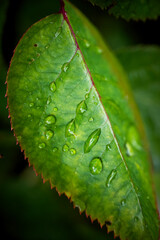Rose leaf covered with rain traps, close up