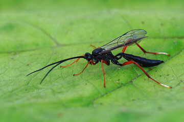 Fototapeta premium Closeup of a colorful Ichneumonid wasp, Buathra laborator , on a green leaf