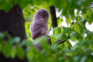 The tawny owl or brown owl - Strix aluco is a stocky, medium-sized owl commonly found in woodlands.