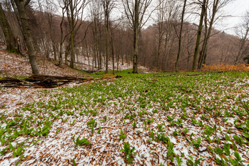 Fototapeta premium Early spring in Bieszczady, bear garlic growing in beech forests, Tołsta, Bieszczady Mountains