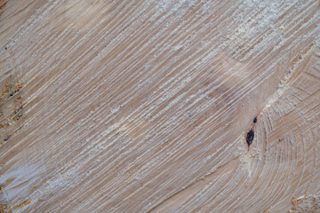 Wood texture of cut tree trunk, close-up.