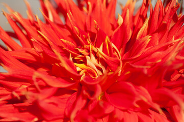 Bright red dahlia under soft sunset light growing outside in open air district garden close up, macro