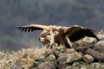 Griffon vultures in the Rhodope Mountains. Vultures near the carcass. Dominant bird show strong. European wildlife. 