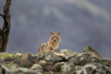Golden jackal in Rhodope Mountains. Jackal searching for food. Bulgaria wildlife. 
