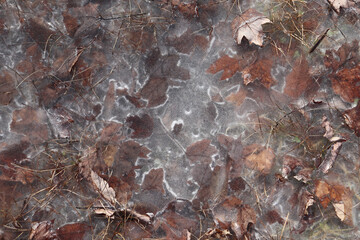Brown, dried leaves frozen under ice with ice emphasizing the leaves' outlines
