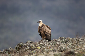 Griffon vultures in the Rhodope Mountains. Vultures near the carcass.  European wildlife. 