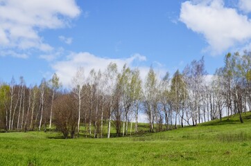 forest and sky