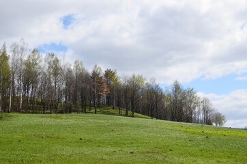 trees and sky