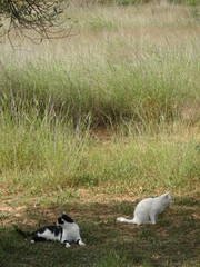 Domestic Cats in the Wild