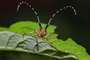 Beetle on green leaf.