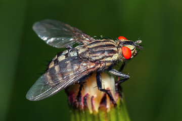 Flesh Fly of the Family Sarcophagidae in macro view