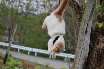 木から飛び降りる動物