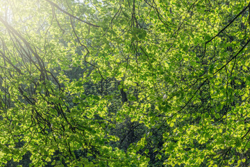 Green leaves on the tree branches in the forest.