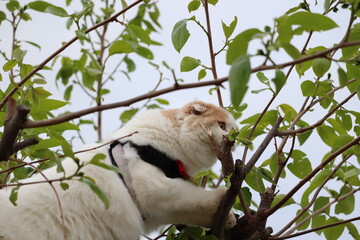 木登り猫　元気な動物