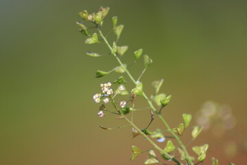 一輪挿しの植物