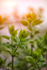Background with green sprouts on lilac bush branches during spring.
