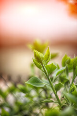 Background with green sprouts on lilac bush branches during spring.